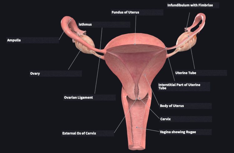 Incorporate Cervical Cancer Treatment Cost Into The Health Insurance Scheme - Family Medicine Specialist