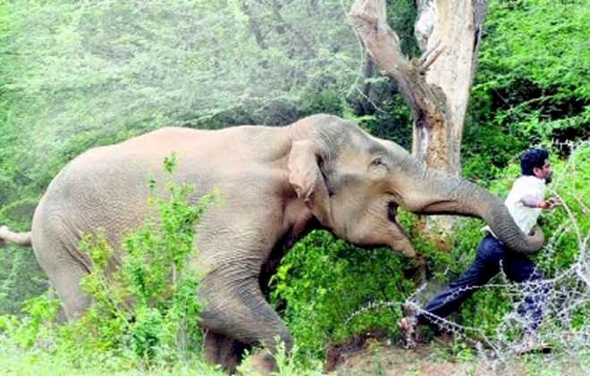 Uganda: Elephant Tramples Tourist To Death