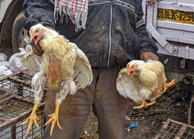 Bird Flu Outbreak: More Than 24,000 Birds Destroyed In Sunyani West