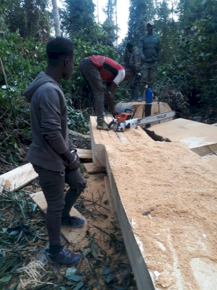 4 Illegal Chainsaw Operators Arrested; 10 Others Remanded