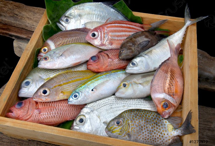90% Of Fishing Vessels Operating In Ghana Are Owned By Chinese – Environmental Justice Foundation Reveals