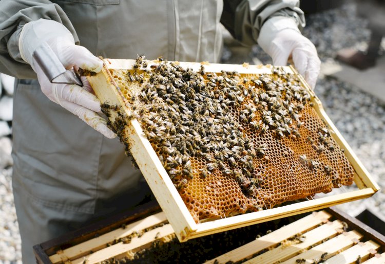 Kenya: Mourners Flee After Relative Of Deceased Dropped Beehive At Funeral