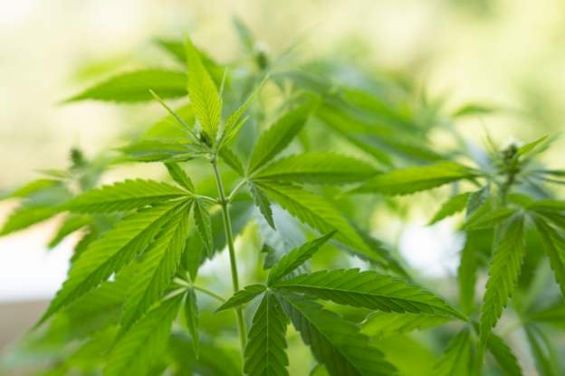 Nigerian Authorities Destroy Cannabis Farms