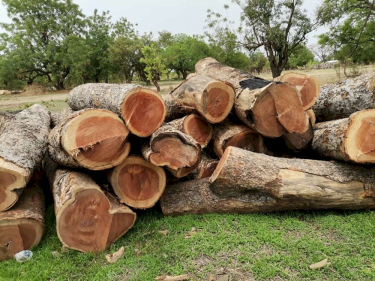 15 Rosewood Dealers Arrested From 2017 To 2021 — Abu Jinapor