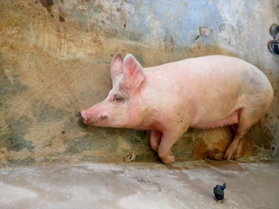 Pig Farms In Tepa Municipality Hit By African Swine Fever; Over 500 Pigs Affected