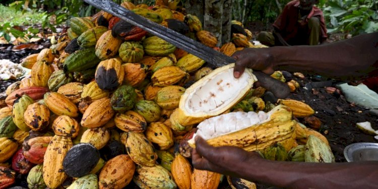COCOBOD Records ¢42.14m Loss In 2020