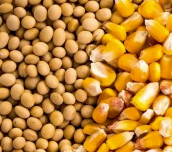 Agric Ministry To Meet Trade, National Security Ministries Over Restriction On Exportation Of Maize, Soya Bean