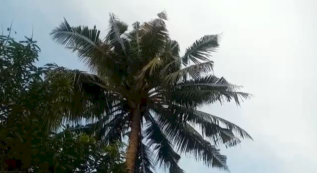 9 Year Old Boy Dies After Falling From Coconut Tree