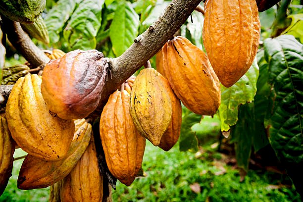 COCOBOD Research Reveals Widespread Destruction Of Cocoa Farms Due To Galamsey