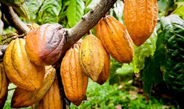 European Commission Asked To Begin Talks On cocoa Price Increment In Cote d’Ivoire And Ghana