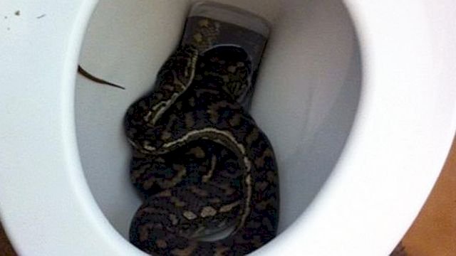 Snake Bites Testicles Of Student In Assin Fosu College
