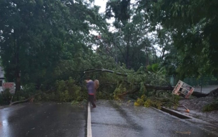 Fallen Tree Blocks Achimota Gulf Course Stretch After Heavy Downpour