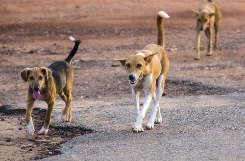 Tema District Court Fines Man GHS ₵5,000 For Selling Dogs Without Permit