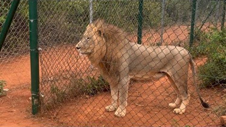 Man Killed By Lion At Accra Zoo