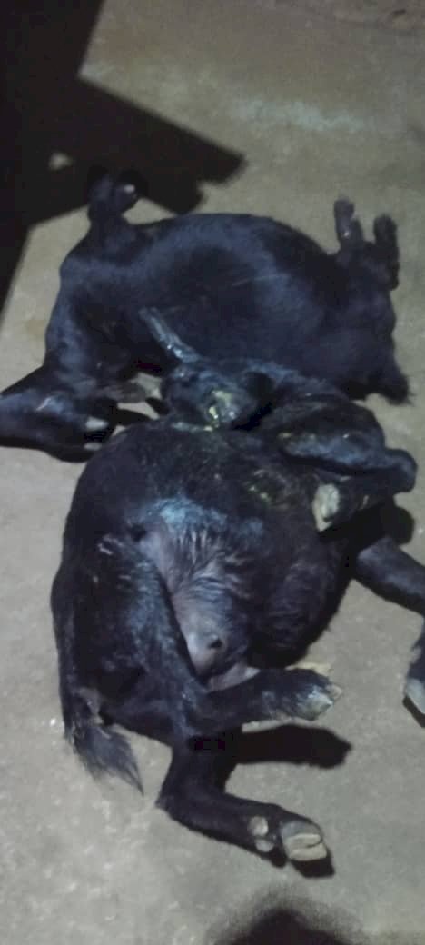 Chop Bar Operator Arrested For Buying Stolen Goats