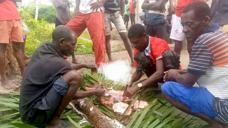 Residents Of Ajumako Ochiso Jubilate As Python Is Shot Dead