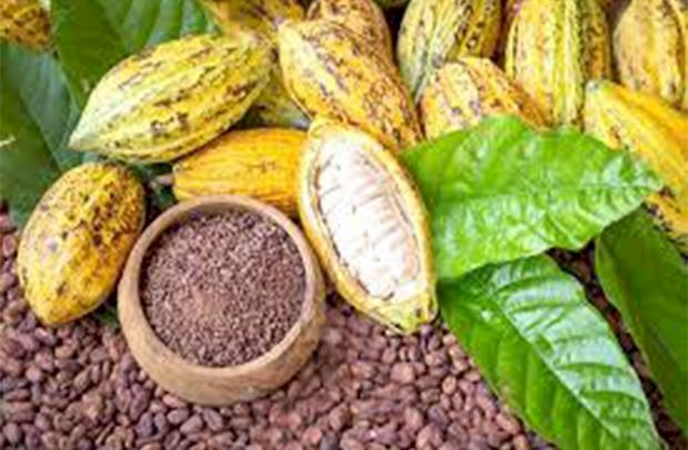 No Ban On Ghana’s Cocoa ... We Want More - EU Ambassador