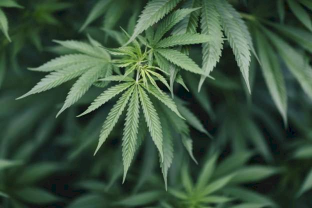 Morocco Issues First Cannabis Production Permits