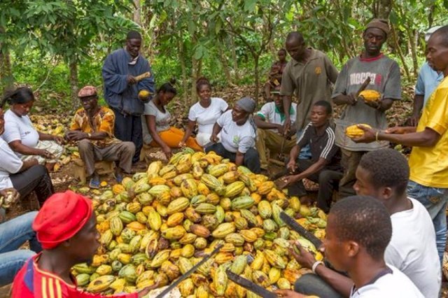 Farmers Threaten To Smuggle Cocoa