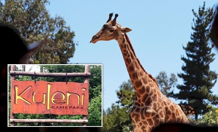 Giraffe Kills Toddler In South Africa