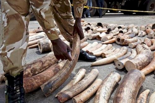 Uganda: Court Sentences Ivory Trader To Life In Prison