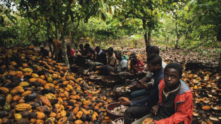 Cocoa Farmers Demand Further Increase In Price