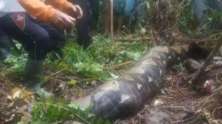 Indonesian Woman’s Body Found Inside Python