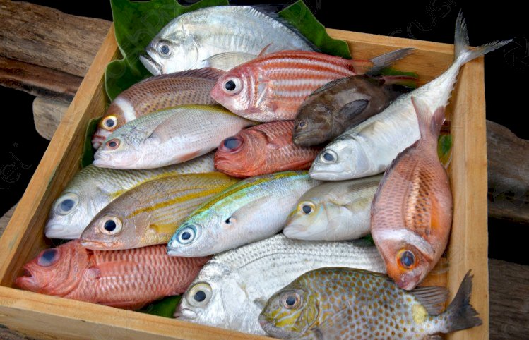 Fish Prices To Go Up Over Premix Fuel Scarcity - Deputy Volta Chief Fisher
