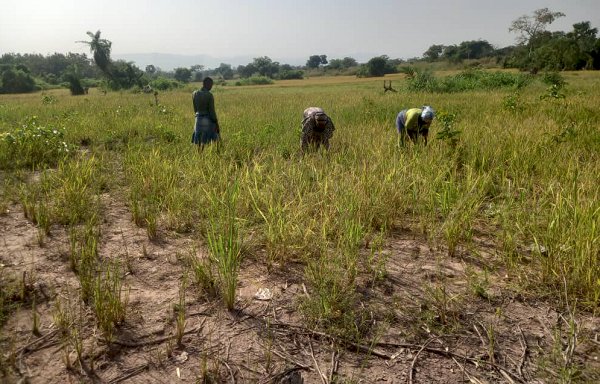 Female Rice Growers Appeal For Harvesters To Prevent Produce From Going Waste