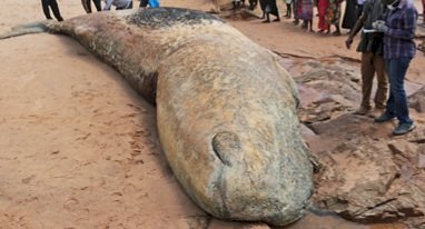 FDA Cautions Public Against Consumption Of Dead Whale At Tema