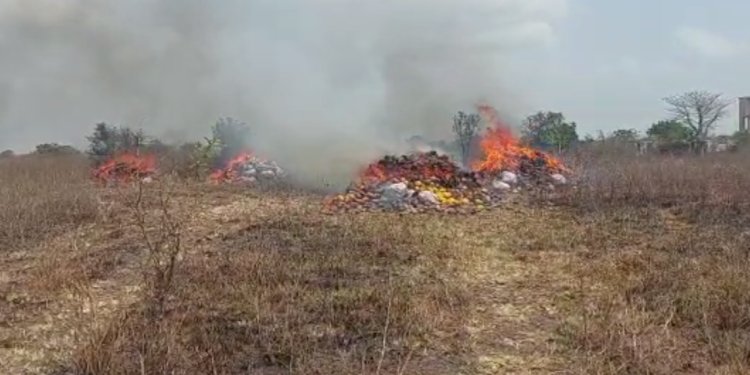 NACOC Destroys Cannabis Worth GH₵50 Million