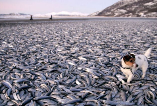 Millions Of Dead Fish Wash Up Near Australian Town