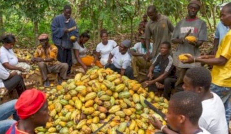 Cocoa Farmers Threaten To Sell Farms For Galamsey